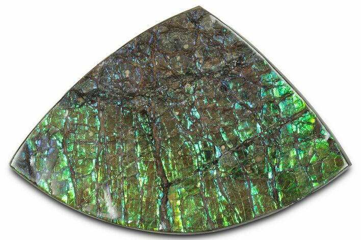 Flashy Ammolite (Fossil Ammonite Shell) - Green & Blues #350345